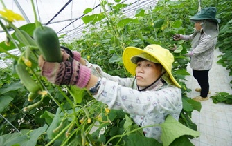 Hà Nam phát triển nông sản sạch làm vệ tinh